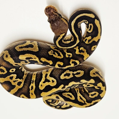 Pastel Acid 66% Het G-stripe