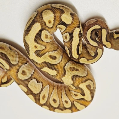 Hypo Red Stripe Mojave