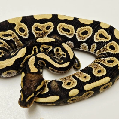 Desert Ghost Mahogany