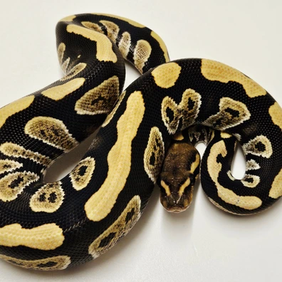 Desert Ghost Mahogany