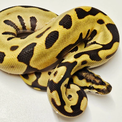 Enchi Leopard Desert Ghost
