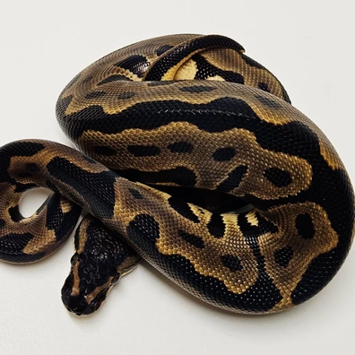 Leopard Het Desert Ghost Ball Python - male for sale from Albinoreptiles