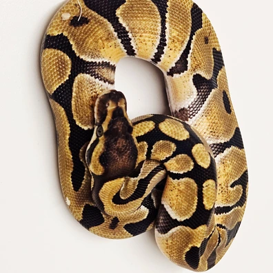 Enchi Dh Monarch Desert Ghost Ball Python - female for sale from Albinoreptiles