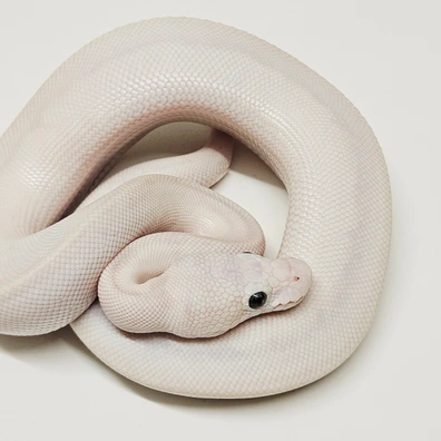 Enchi Bamboo Butter Stranger Het Desert Ghost Ball Python - female for sale from Albinoreptiles