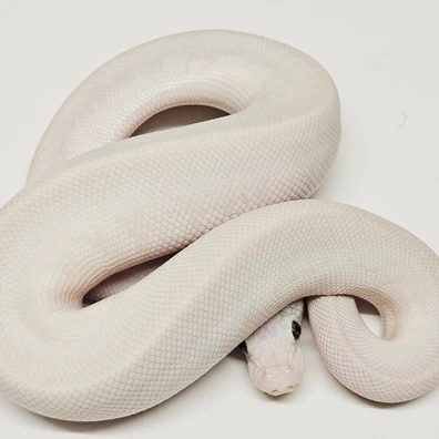Enchi Bamboo Butter Stranger Het Desert Ghost Ball Python - male for sale from Albinoreptiles
