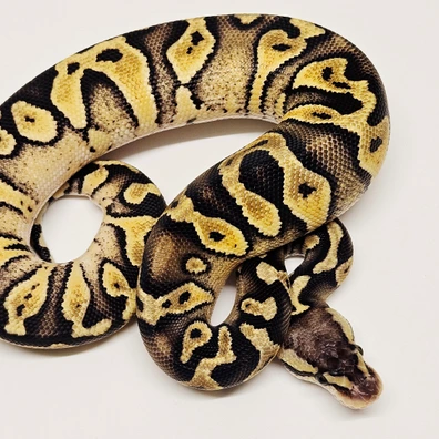Pastel Wookie Het Clown Ball Python - female for sale from Albinoreptiles