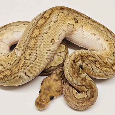 Butter Clown Het Desert Ghost Ball Python - female for sale from Albinoreptiles