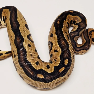 Leopard Clown Ball Python - female for sale from Albinoreptiles