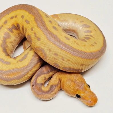 Leopard Mahogany Banana Clown Ball Python - female for sale from Albinoreptiles