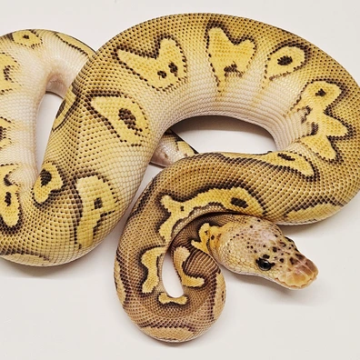 Pastel Mojave Clown Ball Python - female for sale from Albinoreptiles
