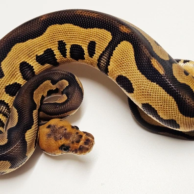 Leopard Chocolate Clown Ball Python - female for sale from Albinoreptiles