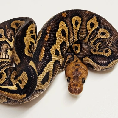 Leopard Mahogany Clown Ball Python - male for sale from Albinoreptiles