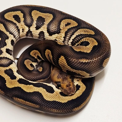 Chocolate Mahogany Clown Ball Python - unknown for sale from Albinoreptiles