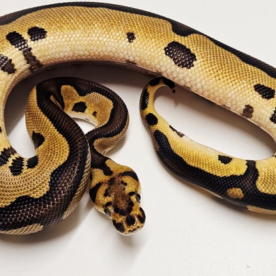 Chocolate Leopard Clown Ball Python - male for sale from Albinoreptiles