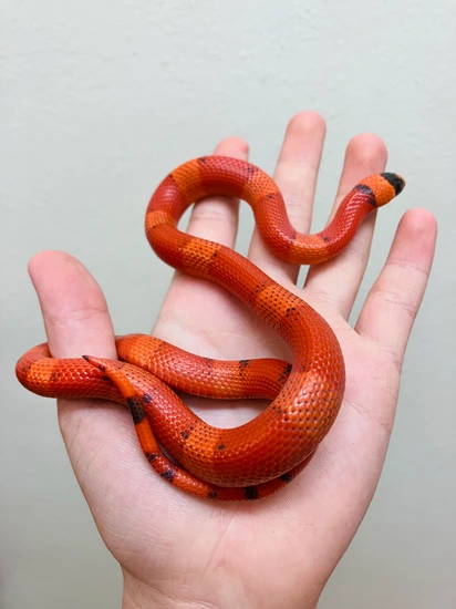 Patternless Snake Gorgeous 1yr Old Patternless Female! Honduran Milk Snake by Colubrids ...