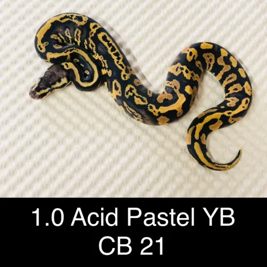 Acid Pastel Yellow Belly Ball Python by Alex Zander