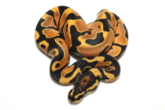 Orange Dream Yellowbelly Jungle Woma Het Pied Ball Python by Golden ...