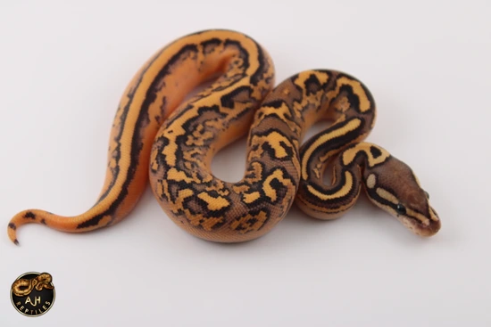 トップス 00s ifsixwasnine python tk lgb kmrii 00s ifsixwasnine python tk lgb kmrii