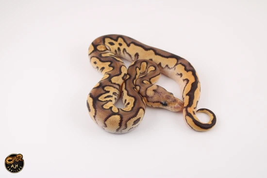 Black Fire Scrambler Clown Ball Python by AJH Reptiles LLC