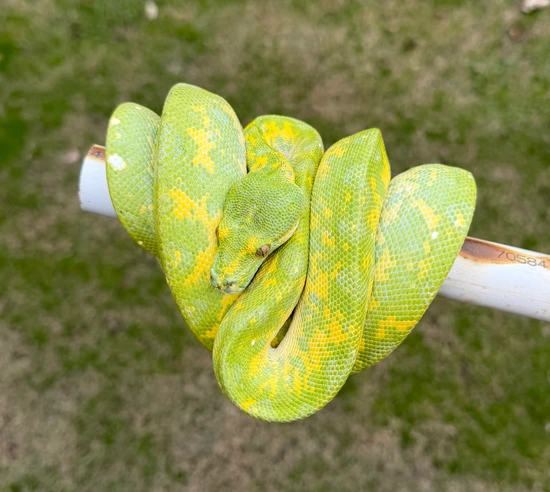 Biak Green Tree Python by Amazing arboreals