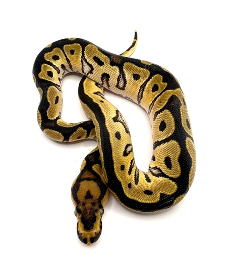 Super OD Clown Pos Het Pied Ball Python by Medusa Reptiles