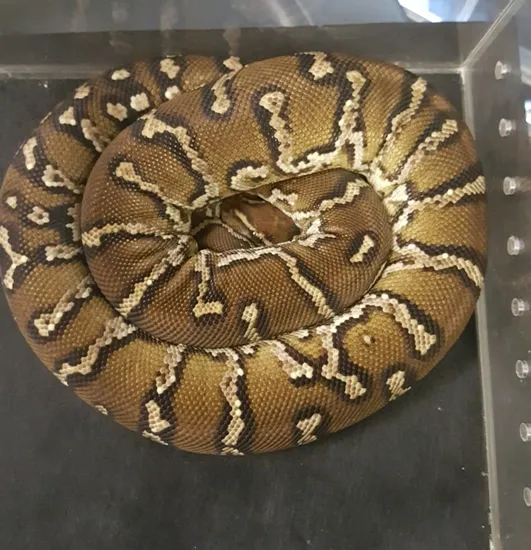 Angolan Python by A-List Animals