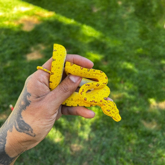 Tree Python Breeds Yellow Biak Tree Python Green Tree Python by All Giant Breeders