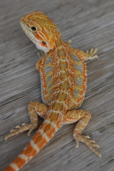 Citrus Tiger Bearded Dragon