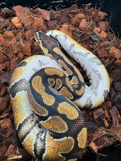23 Enchi Het Ultramel Poss Yellow Belly Ball Python by Alpha Piethons