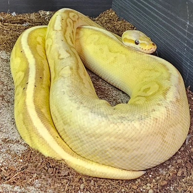 Banana Pewter Het Pied Ball Python - female for sale from Enchanting Exotics