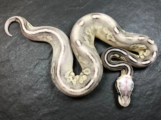 Sterling Ball Python by Adventure_Exotics