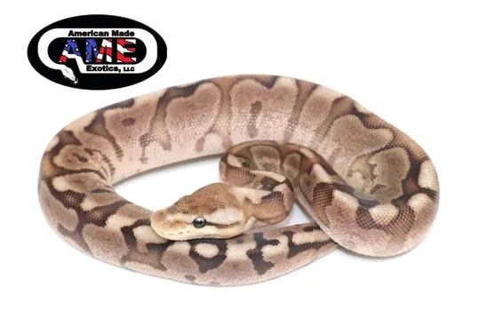 Chocolate Spider Cinnamon Ball Python by American Made Exotics, LLC