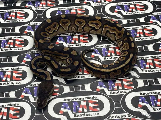 Cinnamon 100% Het Tristripe Ball Python by American Made Exotics, LLC