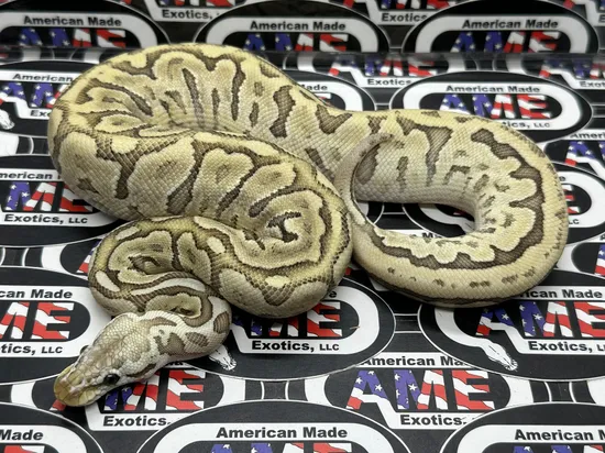 Bamboo Leopard Pastel 100% Het Puzzle Ball Python by American Made ...