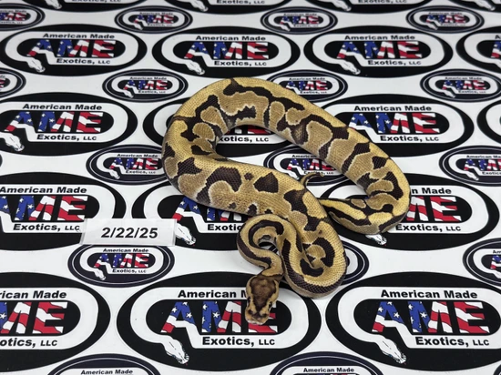Fire Puzzle Het Hypo Ball Python by American Made Exotics, LLC