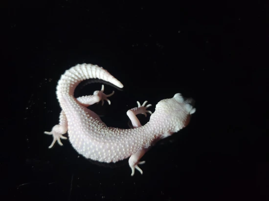 W/Y Mack Snow Raptor Proven Breeder Leopard Gecko by The Triple P ...