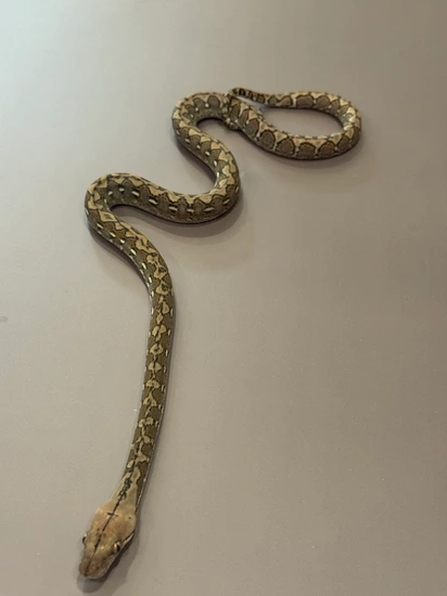 Pure Super Dwarf Reticulated Python by D&A Retics