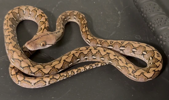 Pure Super Dwarf Reticulated Python by D&A Retics