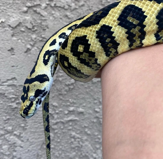 Ocelot Jungle Jag Jungle Carpet Python by Anaheim Reptiles