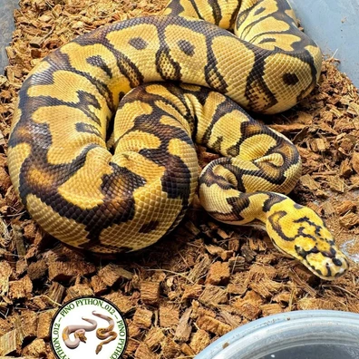 Prove Male Spotnose Red Stripe Clown Ball Python - male for sale from Pinopython_012