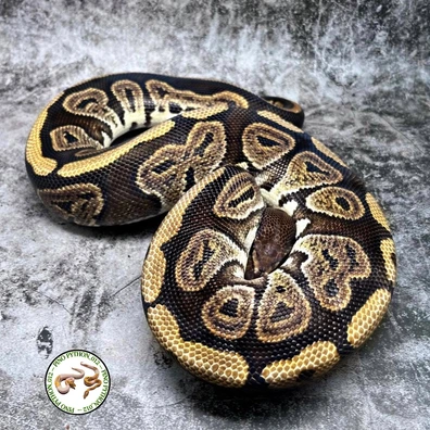 0.1 Black Pastel Red Stripe Het Clown Ball Python - female for sale from Pinopython_012