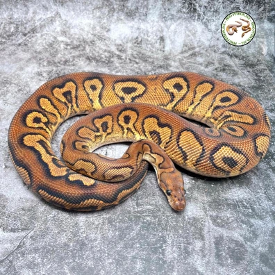 1.0 Black Pastel Red Stripe Yellow Belly Clown Proven Ball Python - male for sale from Pinopython_012