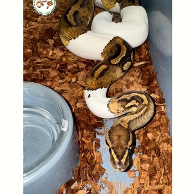 0.1 Pied Het Clown Proven Ball Python - female for sale from Pinopython_012