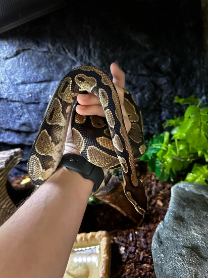 Normal Ball Python by Andrew Ball Pythons