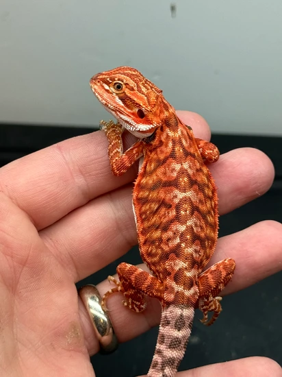 50% Red Monster, Het Hypo, Tiger, Leatherback Central Bearded