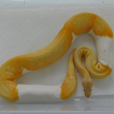 BlackHead Enchi Leopard Dreamsicle Ball Python - male for sale from Toothless-Geckos & Wendigo Exotics