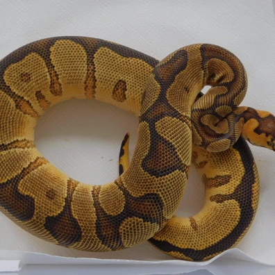 YB Enchi Clown Het. Pied Ball Python - male for sale from Toothless-Geckos & Wendigo Exotics