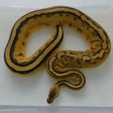 Pastel G-Stripe Het. Lavender Albino Ball Python - female for sale from Toothless-Geckos & Wendigo Exotics