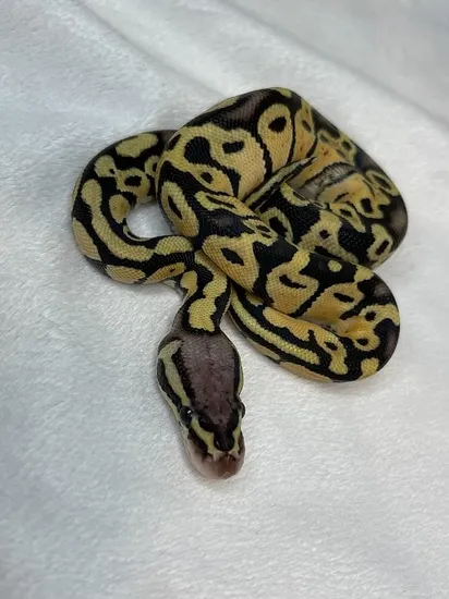 Pastel Vanilla Ball Python by Renegade Royal Pythons