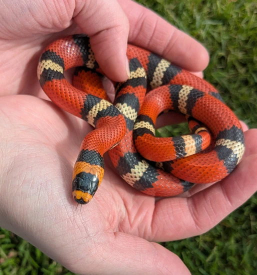 Tri Color Honduran Milk Snake by Animal Ark American Fork
